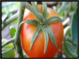 Pomidor, Gałązki